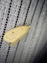 Miltochrista calamina