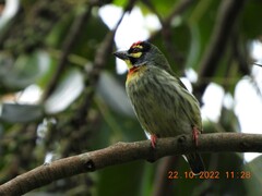 Psilopogon haemacephalus