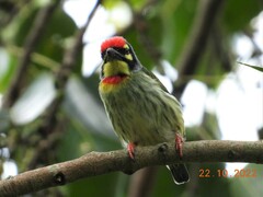 Psilopogon haemacephalus