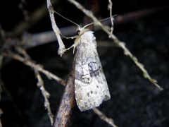 Bryophilina mollicula
