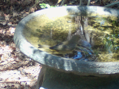 Piranga rubra