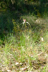 Caladenia tentaculata × venusta