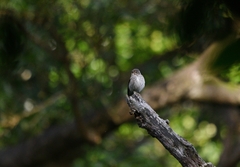 Muscicapa sibirica