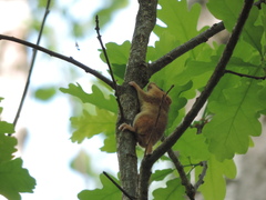 Muscardinus avellanarius