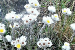 Helichrysum argentissimum