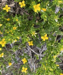 Roepera billardierei