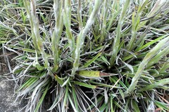 Helichrysum argentissimum