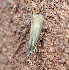 Chrysoteuchia culmella