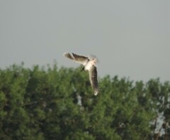 Hydrocoloeus minutus