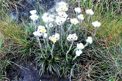 Helichrysum argentissimum