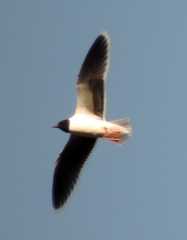 Hydrocoloeus minutus