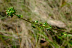 Acaena echinata