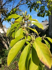 Magnolia