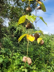 Dioscorea bulbifera