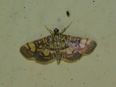 Pardomima