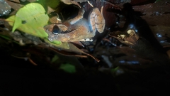 Platyplectrum fletcheri