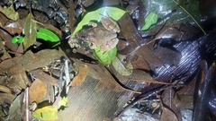 Platyplectrum fletcheri