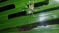 Phricta aberrans