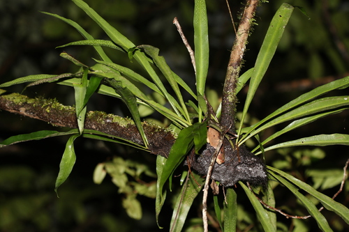 Image of Microsorum Australiense (Microsorum australiense) by (c) Greg Tasney, some rights reserved (CC BY-SA)