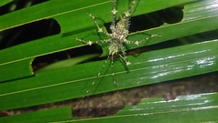 Phricta aberrans