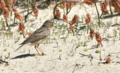 Alaudala rufescens