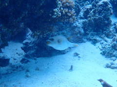 Arothron nigropunctatus