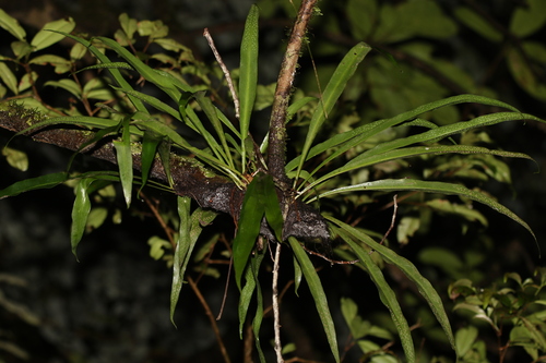 Image of Microsorum Australiense (Microsorum australiense) by (c) Greg Tasney, some rights reserved (CC BY-SA)