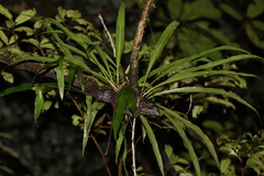 Microsorum australiense