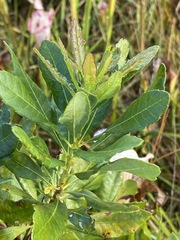 Morella caroliniensis