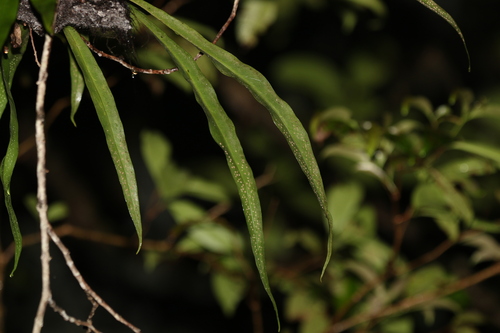 Image of Microsorum Australiense (Microsorum australiense) by (c) Greg Tasney, some rights reserved (CC BY-SA)