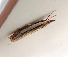 Crambus pascuella