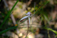 Caladenia venusta