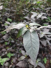 Alternanthera brasiliana