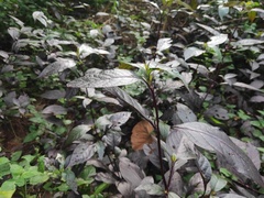 Alternanthera brasiliana