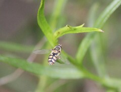 Simosyrphus grandicornis