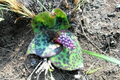 Ledebouria ovatifolia