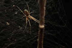 Prosoponoides sinense