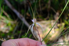 Caladenia venusta