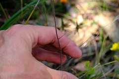 Caladenia venusta