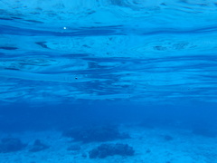 Platybelone argalus