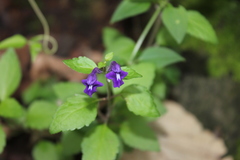 Scutellaria dumetorum