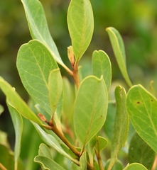 Aegiceras corniculatum