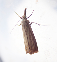 Chrysoteuchia culmella