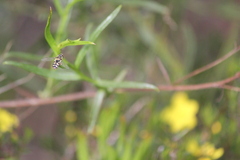 Simosyrphus grandicornis