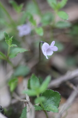Viola sieberiana