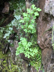 Anogramma leptophylla