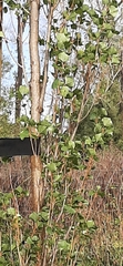 Populus × canadensis