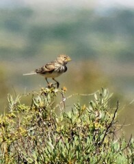 Alaudala rufescens
