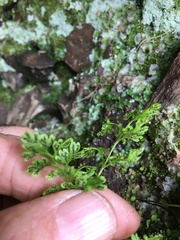 Anogramma leptophylla