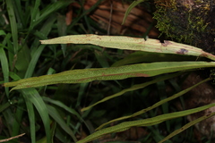 Microsorum australiense